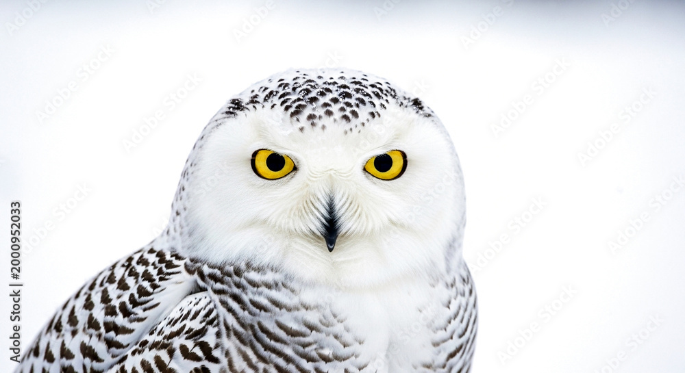 Fototapeta premium Snowy owl portrait with bright yellow eyes and detailed white feathers against a clean background. Sharp focus and minimal composition create a striking wildlife image ideal for nature visuals.