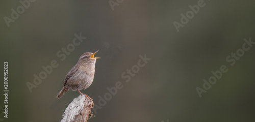 Quadro su tela Eurasian wren stands on one leg while singing loudly in the cold morning