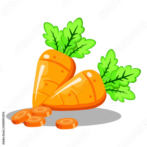 carrot illustration. carrot vector