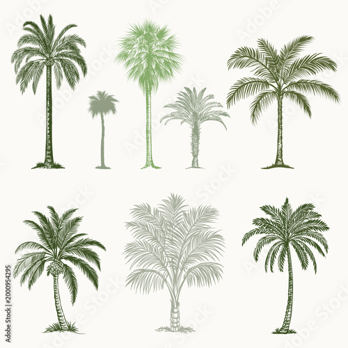 Photos Collection of vector hand drawn green palms in engraved style