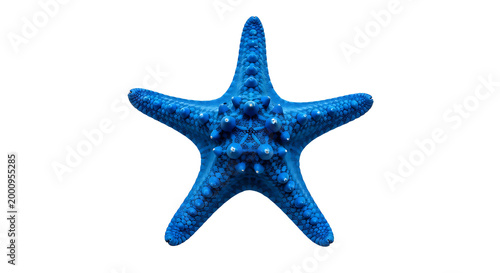 Blue starfish png isolated on transparent background