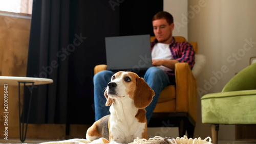 A beagle rests in the foreground, looking upward while a man uses a laptop in soft focus inside a cozy living room. Home office life, loyal pets, and digital work create everyday balance.