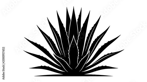 Vector silhouette of agave plant with pointed serrated leaves, desert botanical art