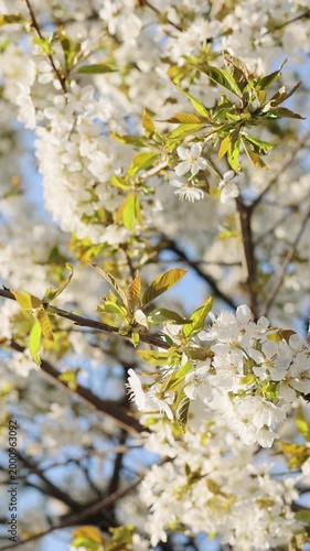 Vertical video of Blooming branches against clear sky. Spring renewal with cherry blossoms. Romantic cherry blossom scenery. Floral spring background nature. Cherry blossoms calm and serene