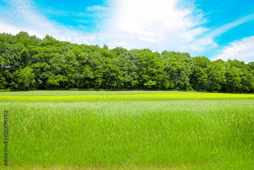 Photography A wide open field of tall green grass stretches toward a dense line of trees und