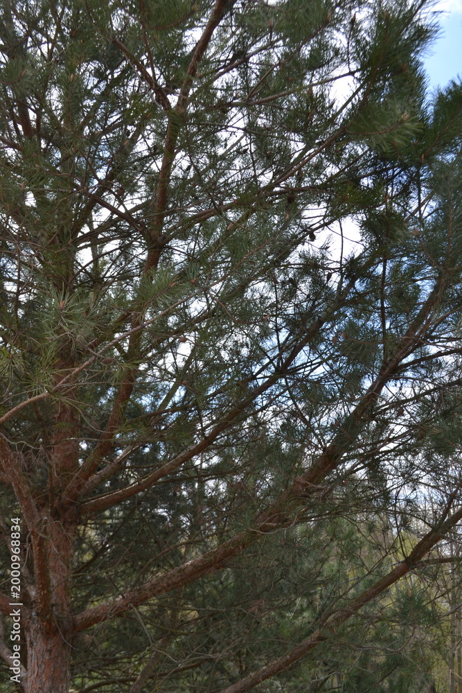 Fototapeta premium Close-up view of pine tree branches with green needles and cones. Natural forest texture, outdoor nature background.