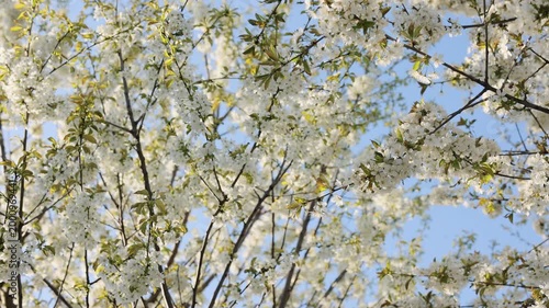 Blooming branches against clear sky. Spring renewal with cherry blossoms. Romantic cherry blossom scenery. Floral spring background nature. Cherry blossoms calm and serene