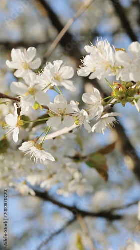 Cherry blossom branches with soft white petals in bright sunlight glow. Double cherry blossoms in full bloom. Spring flowers. Plum flowers or apricot flowers on branches blossom on background