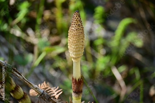Foto Field horsetail plant growing near the stream