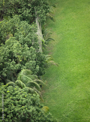 Aerial top view of lush green grass lawn and tropical coconut palm trees, beautiful garden landscape with dense forest foliage, peaceful nature background for environmental and summer concepts.