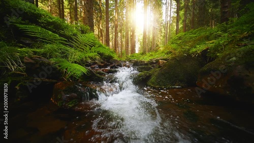 Static 4K footage of a forest stream with clear flowing water and soft birdsong. Relaxing natural ambience captured in a peaceful woodland setting, perfect for meditation and nature videos.
