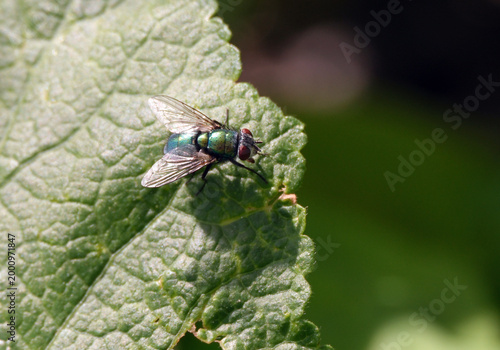 Photos Blowfly on green leaf