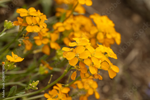 Erysimum capitatum (Kopfiger Goldlack) im Garten