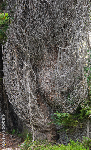 Shroud of dead branches surround a white pine tree trunk, Beartooth Wilderness, Wyoming, USA