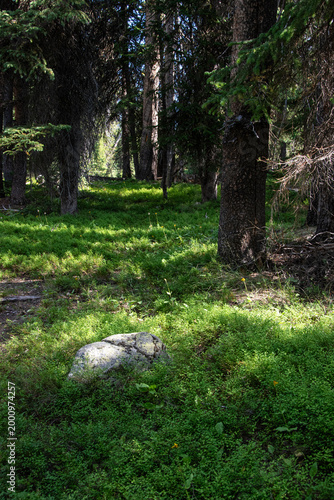 Dappled sunlight in a pine tree forest, Beartooth Wilderness, Wyoming, USA
