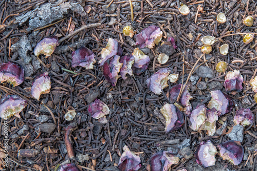 What remains of a pinecone after having its' pine nuts foraged by a wild animal.