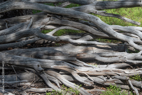 Patterns formed by the limbs of a fallen dead tree.
