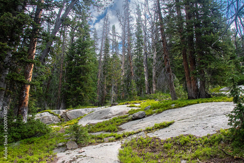 Alpine forest of pine trees growing amid ancient granite bedrock.