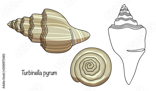 Turbinella pyrum