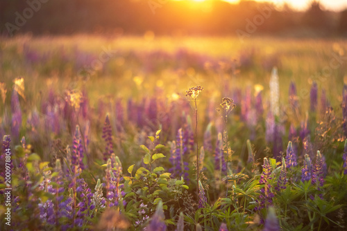 Fotografie Meadow with purple lupine flower under bright sunset light