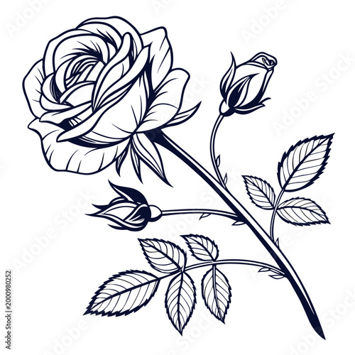 Blue rose flower and buds illustration