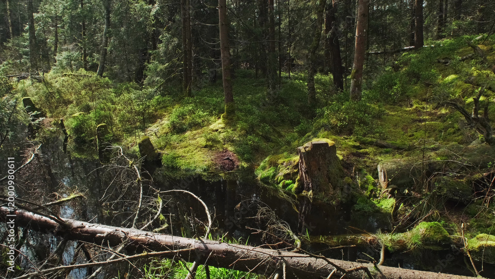 Obraz premium Bog and pine forest in sun nature landscape
