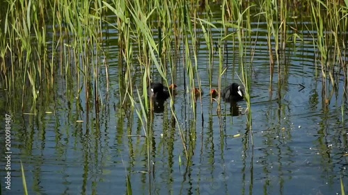 eurasian coot couple and their chicks, swimming and diving in the marsh, Bourgoyen nature reserve, Ghent, Flanders, Belgium - fulica atra
