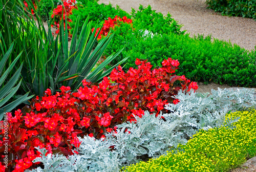 begonie stale kwitnące, starzec popielny, juka karolińska w ogrodzie, Begonia x semperflorens-cultorum, Senecio cineraria, Yucca filamentosa
