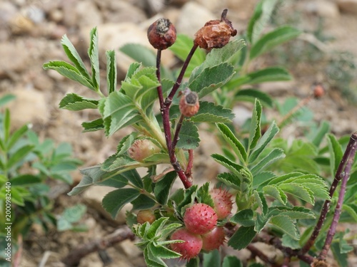 Woods' rose (Rosa woodsii) with insect galls and new spring growth in Colorado