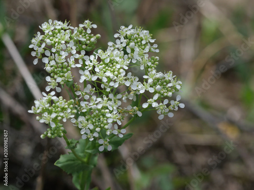 Hoary cress (Lepidium draba) white flowers in early spring, invasive plant in Colorado