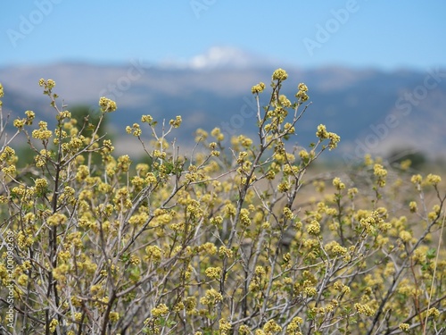 Skunkbush sumac (Rhus trilobata) spring flowers with blurred mountain background, Colorado