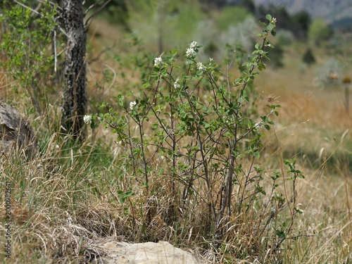Young serviceberry (Amelanchier spp.) sapling with white spring flowers in Colorado