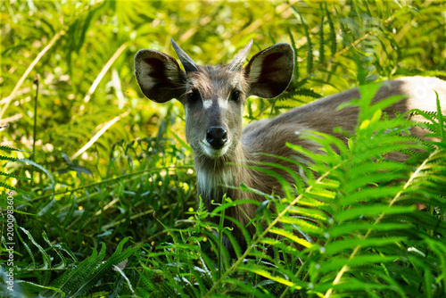 Photos Sitatunga