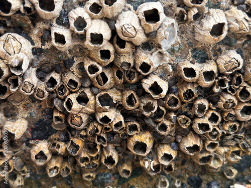 Картината върху платно Close-up texture of a colony of goose barnacles attached to a weathered surface