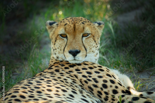 Resting cheetah