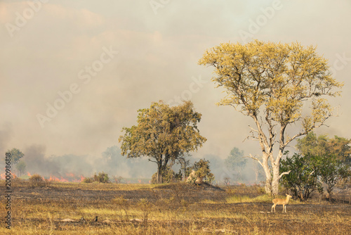 bush fire in the delta