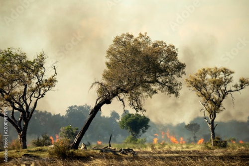 wild bush fire
