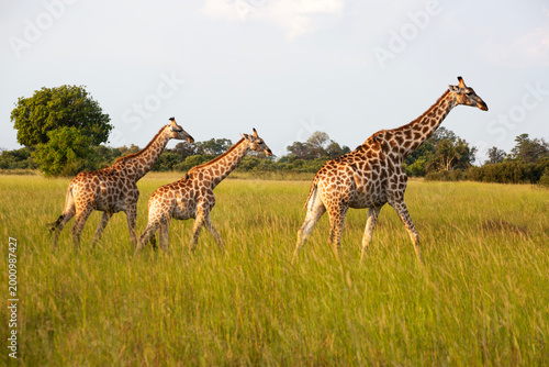 Photography giraffe in the wild