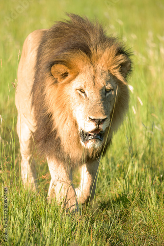 Big maned lion