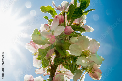 Obraz na płótnie Apple Blossoms in Bright Sun: Spring Branch with Pink Buds and White Flowers under Blue Sky, Sunny Backlight with Lens Flare, Natural Floral Background for Springtime Design and Wellness Marketing