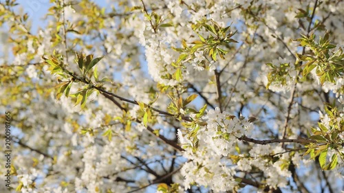 Cherry blossom branches with soft white petals in bright sunlight glow. Double cherry blossoms in full bloom. Spring flowers. Plum flowers or apricot flowers on branches blossom on background