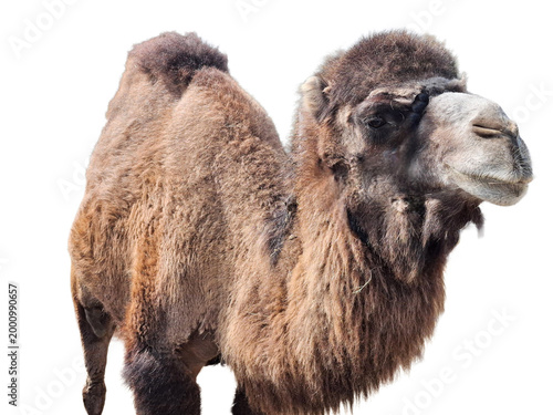 Tableau sur toile Bactrian camel isolated on white background