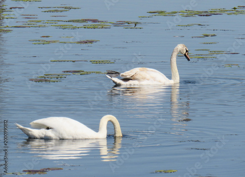Canvas Print Two swans on water. In Romania