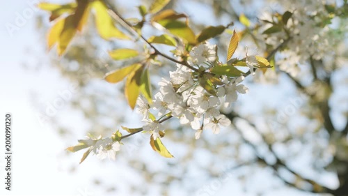 Close up of double cherry blossoms in full bloom. Cherry blossom branches with soft white petals in bright sunlight glow. Plum flowers or apricot flowers on branches blossom on background