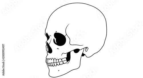 Minimalist hand drawn line art illustration of a human skull.