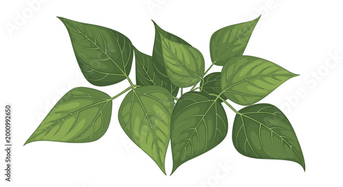 A lush cluster of bush bean leaves, featuring broad, vibrant green foliage and sturdy stems, representing healthy plant growth and a promise of future harvest.