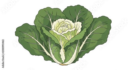 A beautifully illustrated ornamental cabbage, featuring a compact white and light green center surrounded by broad, darker green outer leaves, perfect for gardening and decorative themes.