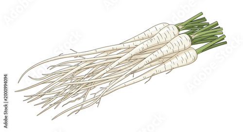 A freshly harvested bunch of Japanese parsley roots, featuring long, slender white roots with green leafy tops, representing a delicate and aromatic culinary herb.