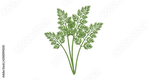 A delicate cluster of chervil sprigs, featuring finely divided, feathery green leaves and slender stems, highlighting its fresh aroma and culinary use as an herb.