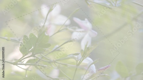 Soft breeze wafting through patterned veil, pale flowers shifting focus and revealing fine detail